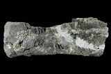 Bargain, Diplodocus Caudal Vertebra - Colorado #117957-7